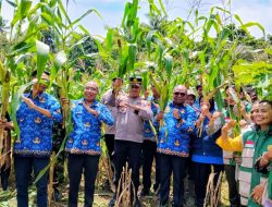 Panen Perdana Jagung di Kota Sorong, Wujud Nyata Langkah Menuju Swasembada Pangan