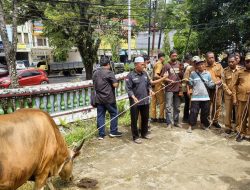 Di Tengah Efisiensi Anggaran, Pemkot Sorong Tetap Salurkan 30 Sapi Kurban