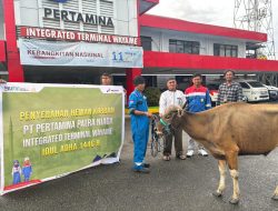 Idul Adha 1446 H, Pertamina Patra Niaga Regional Papua Maluku Salurkan 136 Hewan Kurban
