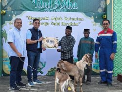 Idul Adha 1447 H, Pertamina EP Papua Field Salurkan 9 Ekor Sapi dan 3 Kambing