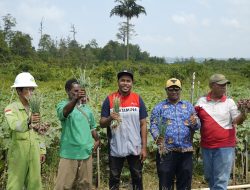 Ubah Tanah Keras Jadi Lumbung Pangan, Pertamina RU Kasim Sukses Dampingi Warga Klayas Panen Raya