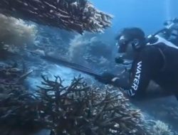 Wisatawan Asing Diduga Buru Penyu Sisik di Raja Ampat, Polda PBD Turun Tangan