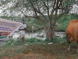 Warga Kampung Maibo, Kabupaten Sorong, Akhirnya Menikmati Sapi Kurban Bantuan Presiden Jokowi