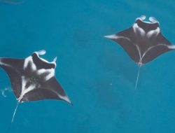Manta Impact Bond Dorong Pembiayaan Berkelanjutan untuk Konservasi Pari Manta di Raja Ampat