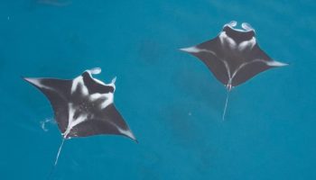 Manta Impact Bond Dorong Pembiayaan Berkelanjutan untuk Konservasi Pari Manta di Raja Ampat